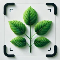 Plante Identifikation: Plantio